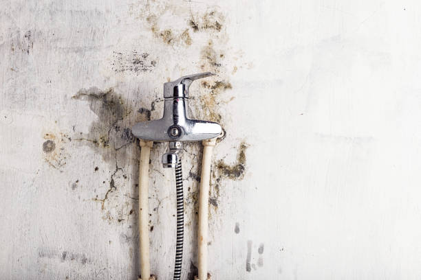Professional Mold Remediation in Evansville, WI