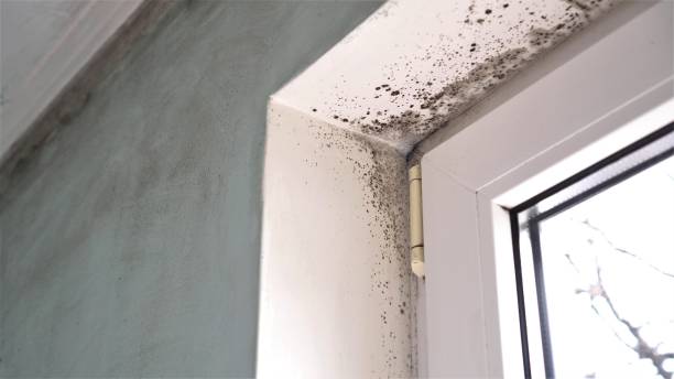 Best Basement Mold Remediation in Evansville, WI