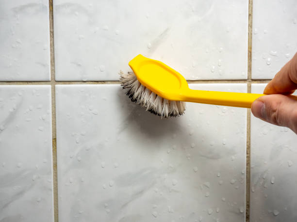 Best Commercial Mold Remediation in Evansville, WI