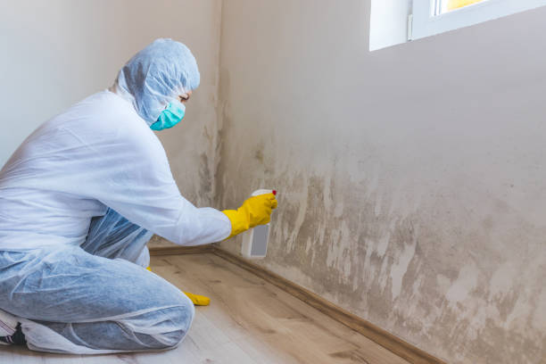 Best White Mold Remediation in Evansville, WI