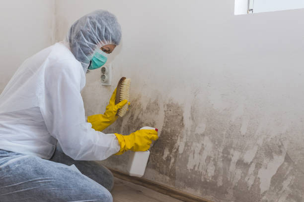 Best Emergency Mold Remediation in Evansville, WI