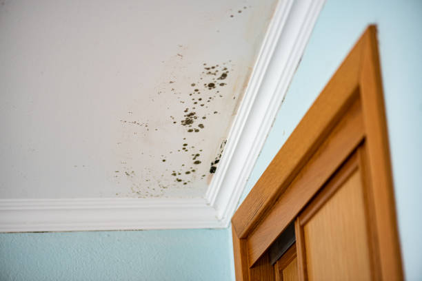 Best Residential Mold Remediation in Evansville, WI