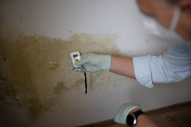 Best Industrial Mold Remediation in Evansville, WI