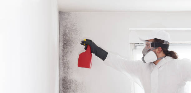 Best Preventive Mold Services in Evansville, WI