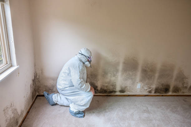  Evansville, WI Mold Removal Pros