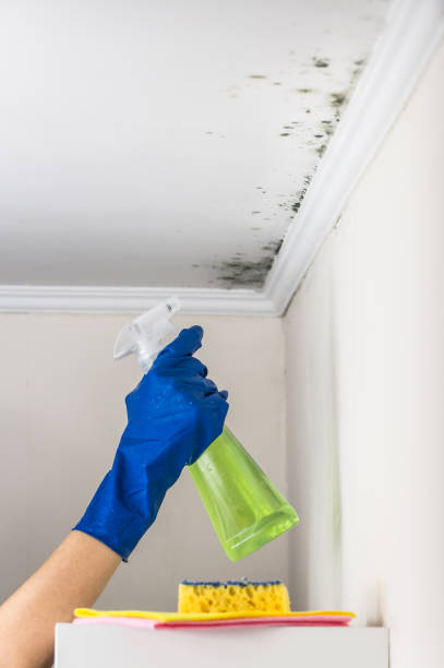 Best Mold Remediation for Schools in Evansville, WI
