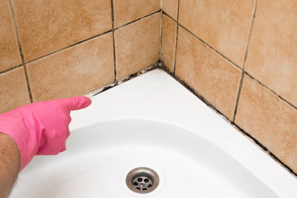 Best Health and Safety Mold Remediation in Evansville, WI